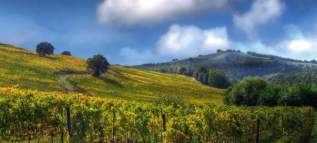 Castello di Corbara – Soggiorno fra i vigneti, degustazioni con verticali storiche, pranzo e attività in vigna