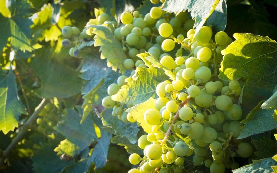 Vendemmia vini italiani 2019