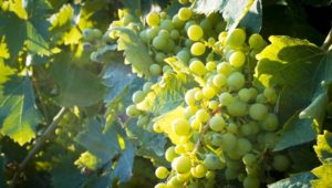 Vendemmia vini italiani 2019