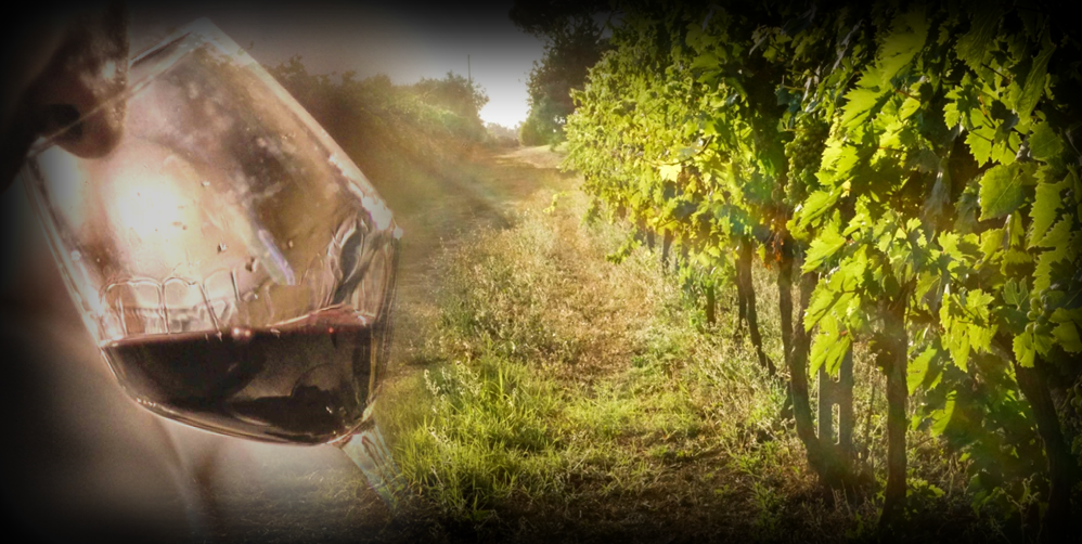 Corso di avvicinamento al vino italiano “L’Italia del Vino”