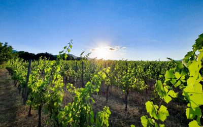 Dall’uva al calice: la vigna, la vite, la vendemmia, la cantina / Degustazione e incontro di avvicinamento al vino