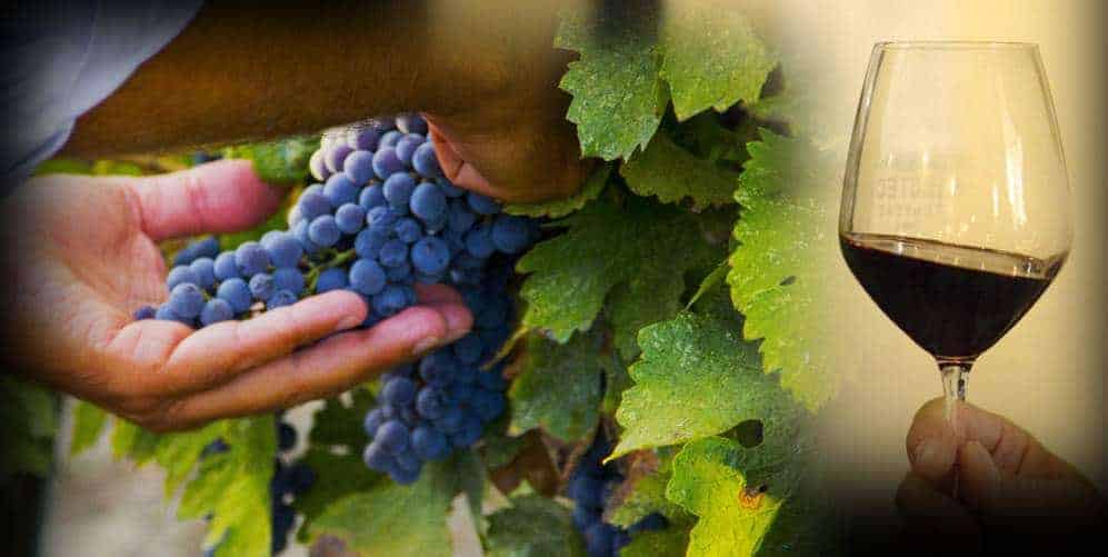 Cena e degustazione “La passione per l’Aglianico”