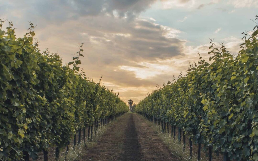 Corso di avvicinamento al vino “Il Mondo del Vino”