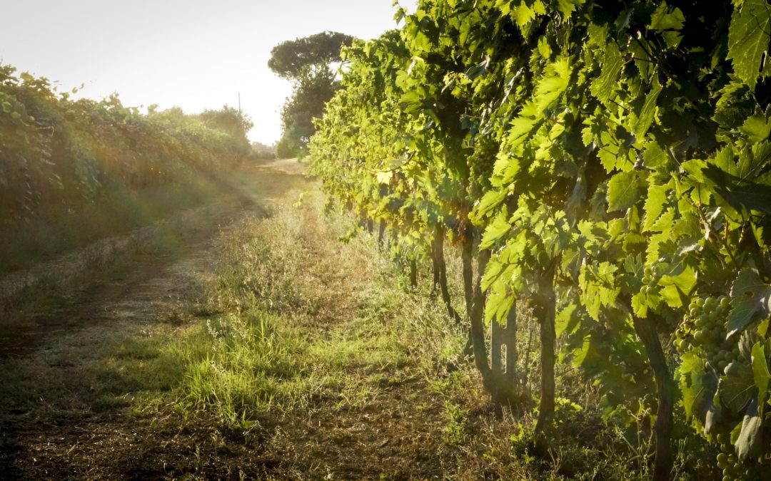 Cena, degustazione e vendemmia didattica