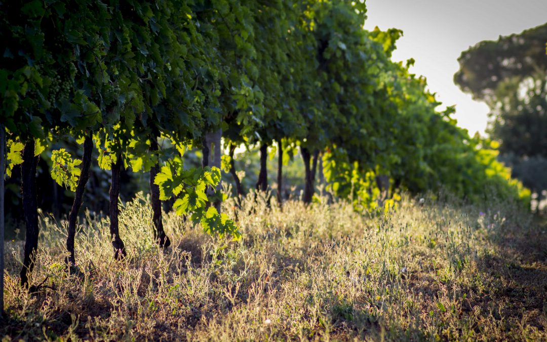 Visita, aperitivo e degustazione in vigna