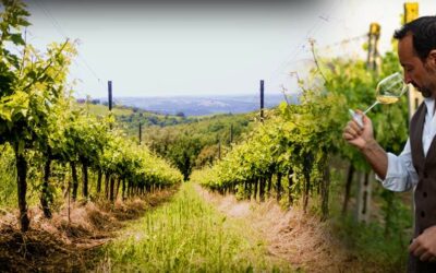 Visita e degustazione in vigna
