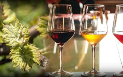 L’Arte del Vino: la visione di Piero Riccardi e Lorella Reale/ Degustazione