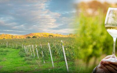 La primavera fra i vigneti / Tour e degustazione in vigna
